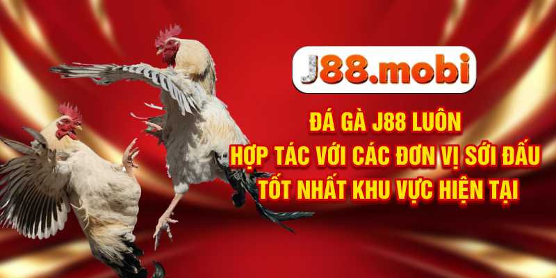 Đá Gà J88 Nơi Trực Tiếp Các Màn Tranh Đấu Đỉnh Cao Đá gà J88 luôn hợp tác với các đơn vị sới đấu tốt nhất khu vực hiện tại